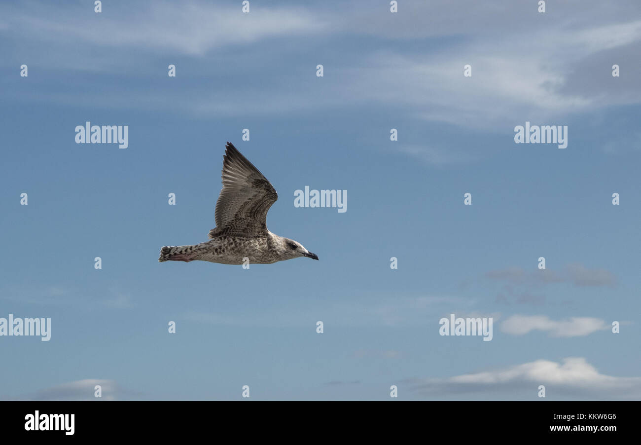 Junge Möwe von der Seite gesehen beim Fliegen Stockfoto