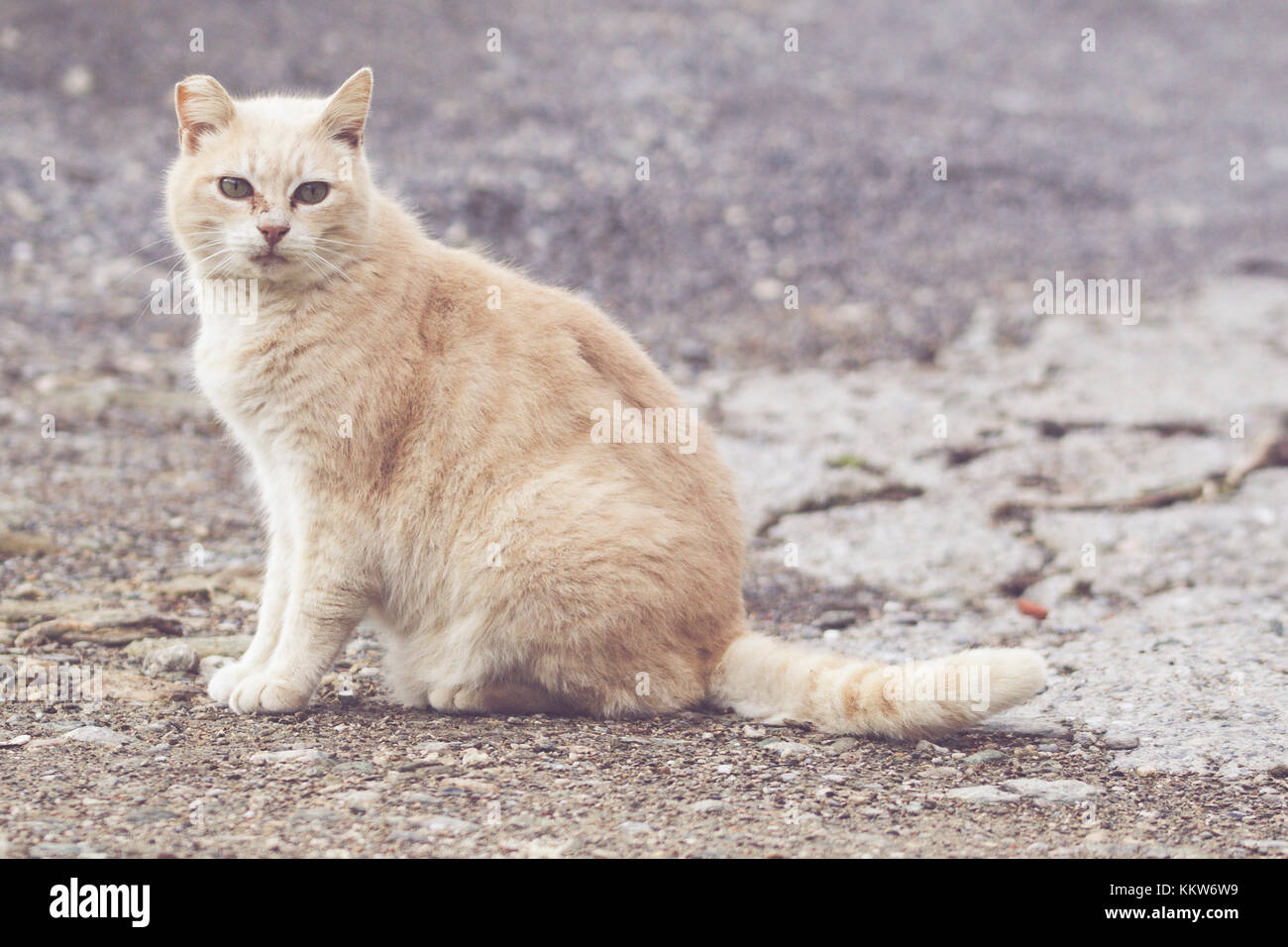 Eine streunende Katze beige beobachtet die Fotograf Stockfoto