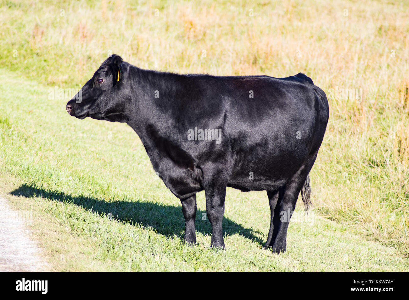 Stattliche Black Angus Rind mit Schatten stehend in hellgrünen Feld in der Nähe von Straße: Detailansicht Stockfoto