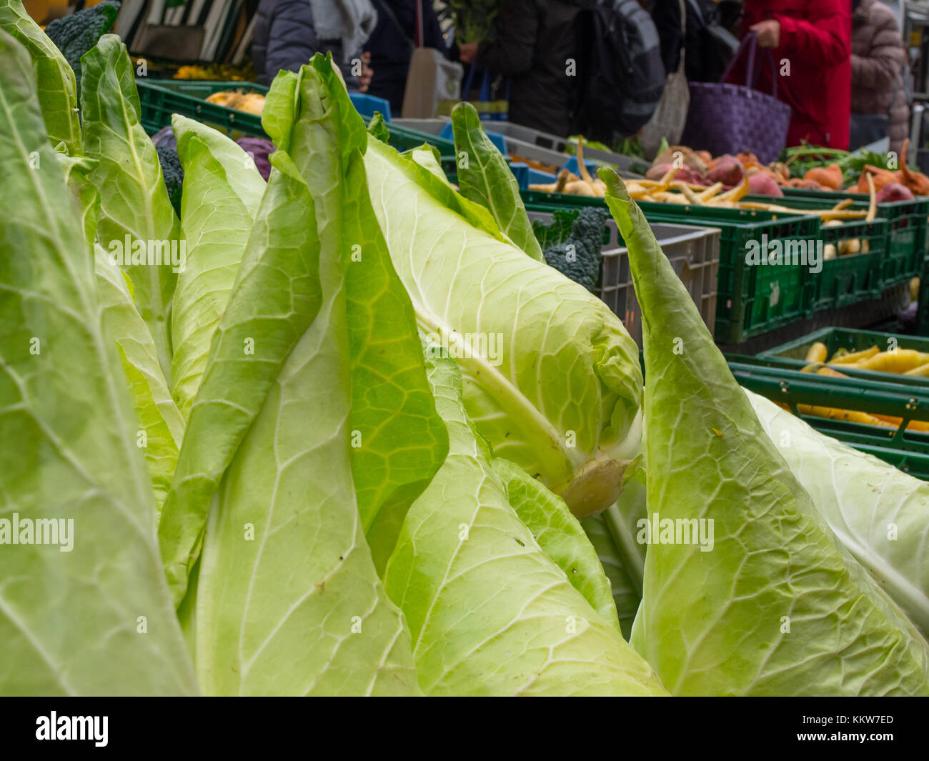 Hispi Kohl am Markt Stockfoto