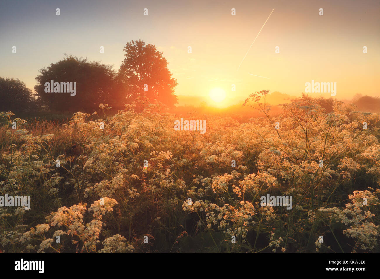 Landschaft Sommer sonnige Wiese. Sommer Sonnenaufgang über Blume Tal. Stockfoto
