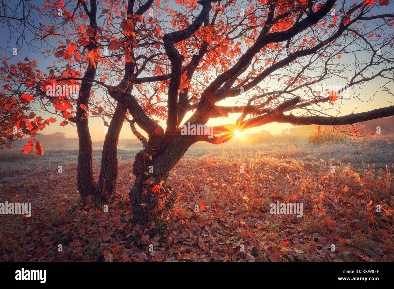 Herbst sonnige Szene. Baum mit roten Blätter durch die aufgehende Sonne beleuchtet. Frosty malerischen Herbst Landschaft. Stockfoto