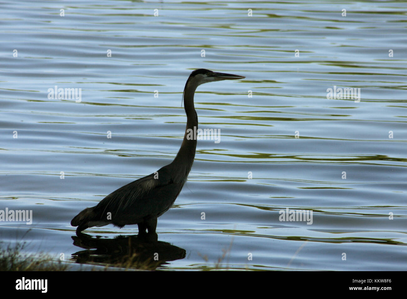 Great Blue heron Angeln in Wasser Stockfoto