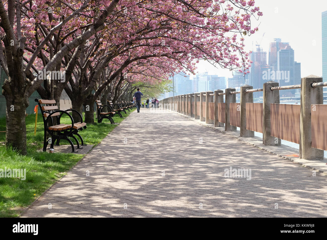 Roosevelt Island in New York City, New York, USA. Stockfoto