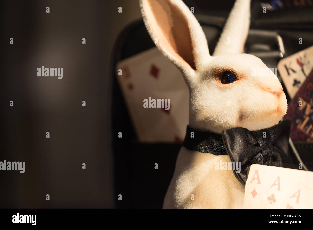 Kaninchen croupier Stockfoto