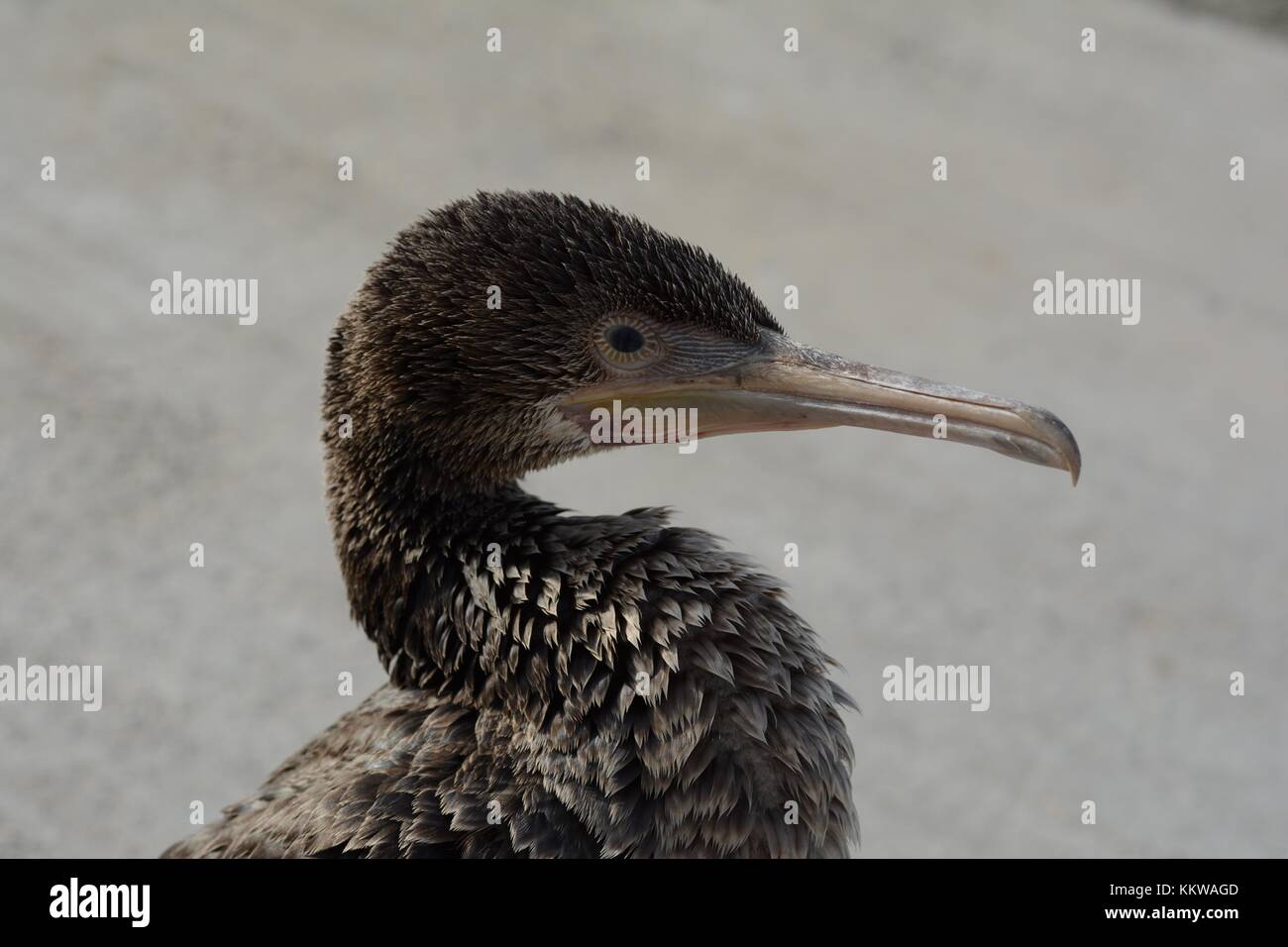 Sokotra Kormoran (lat.: Araneus nigrogularis) Stockfoto