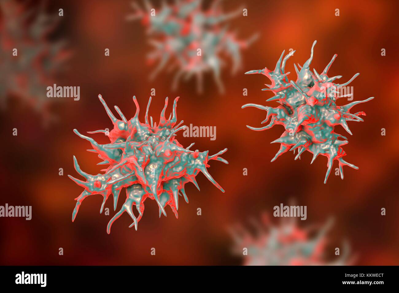 Acanthamoeba castellanii Amöben, computer Abbildung. Dies ist der reproduktiven und ansteckende Stadium des Organismus, oder trophozoite bilden. A. castellanii, einer frei lebenden einzelliger Organismus, ist in allen aquatischen Lebensräume und Boden gefunden. Es kann das Auge verursacht Acanthamoeba Keratitis, eine potentiell blendende Entzündung der Hornhaut infizieren. Obwohl selten, Infektion ist häufiger bei Kontaktlinsenträger. Stockfoto