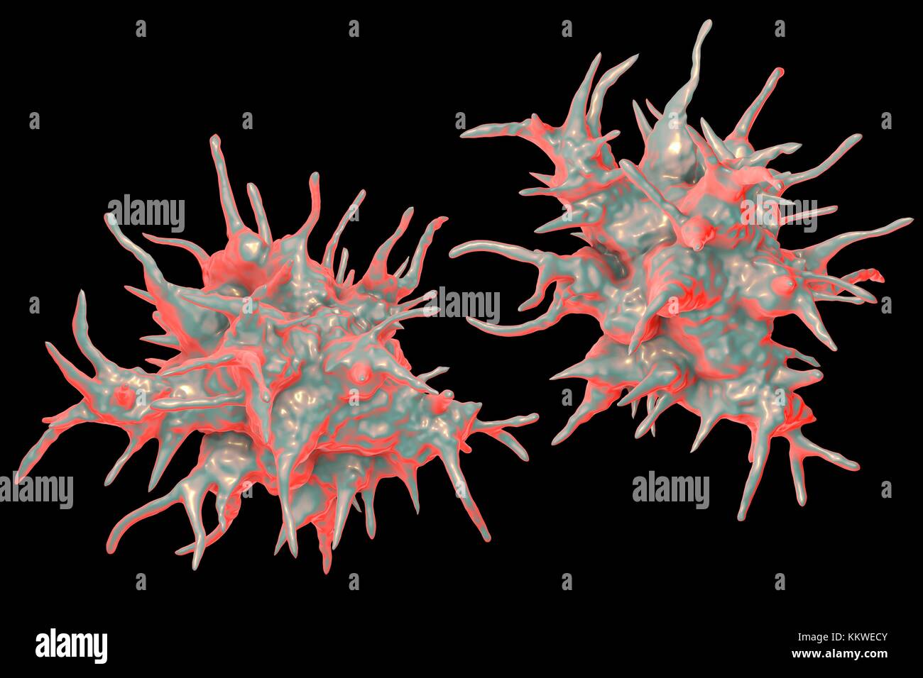 Acanthamoeba castellanii Amöben, computer Abbildung. Dies ist der reproduktiven und ansteckende Stadium des Organismus, oder trophozoite bilden. A. castellanii, einer frei lebenden einzelliger Organismus, ist in allen aquatischen Lebensräume und Boden gefunden. Es kann das Auge verursacht Acanthamoeba Keratitis, eine potentiell blendende Entzündung der Hornhaut infizieren. Obwohl selten, Infektion ist häufiger bei Kontaktlinsenträger. Stockfoto