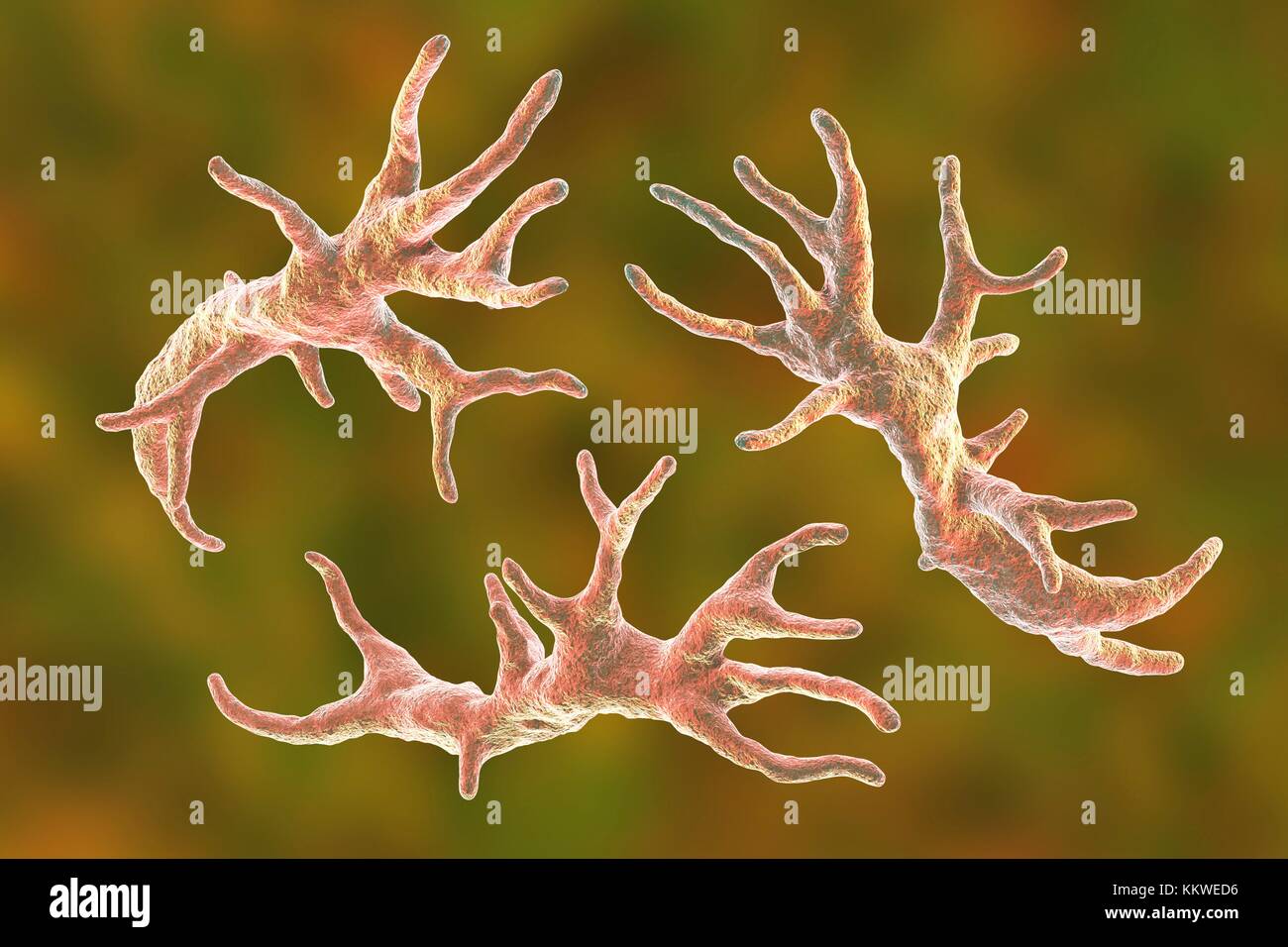 Balamuthia mandrillaris Amöben, computer Abbildung. Dies ist der reproduktiven Phase des Organismus, trophozoite bilden. B. mandrillaris, einer frei lebenden einzelliger Organismus, ist in Wasser und Boden in gemäßigten Regionen gefunden. Infektionen sind selten, aber es kann die Krankheit granulomatöse amöbische Enzephalitis (GAE) des Gehirns verursachen, ist fast immer tödlich. Stockfoto
