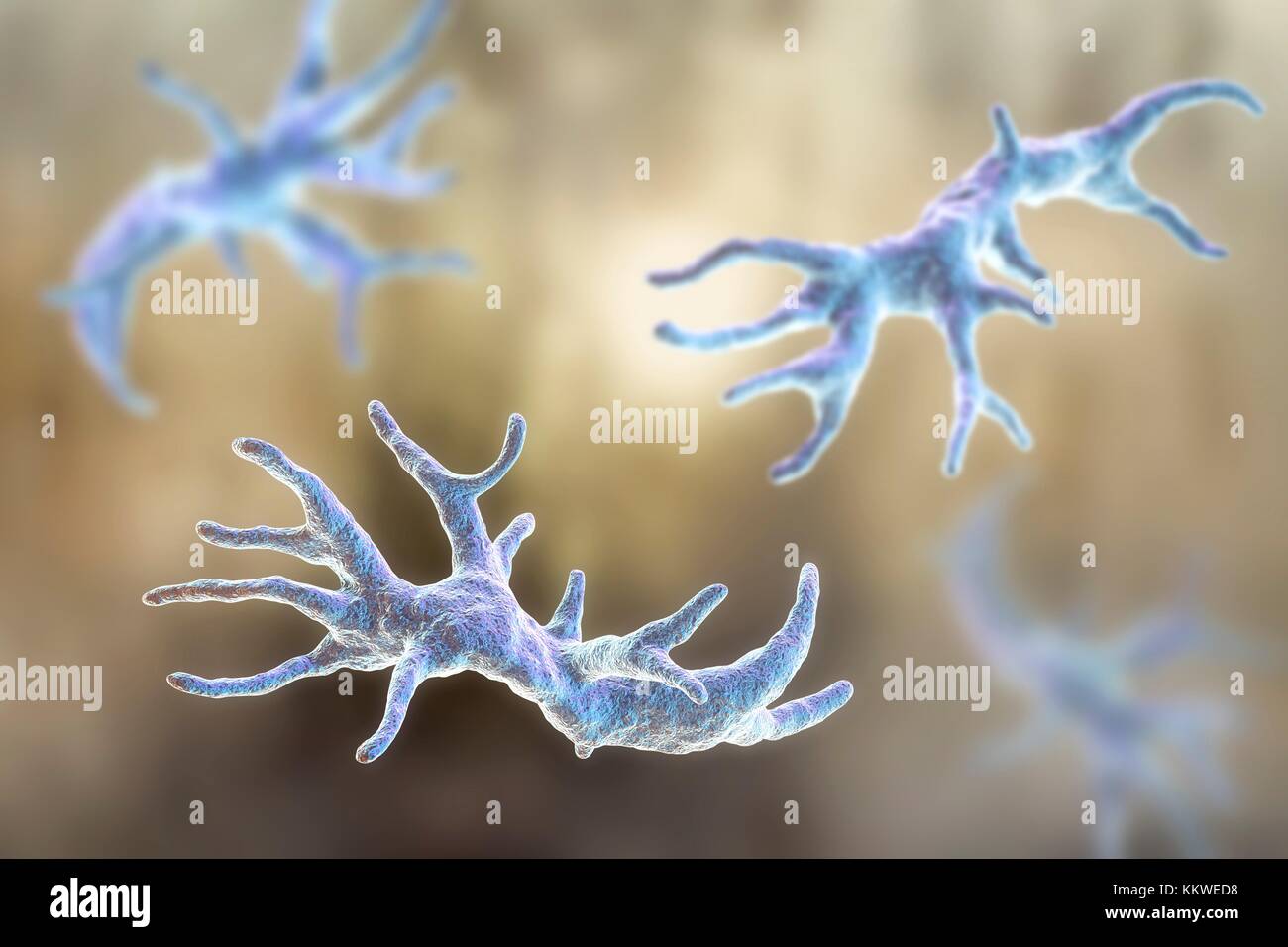Balamuthia mandrillaris Amöben, computer Abbildung. Dies ist der reproduktiven Phase des Organismus, trophozoite bilden. B. mandrillaris, einer frei lebenden einzelliger Organismus, ist in Wasser und Boden in gemäßigten Regionen gefunden. Infektionen sind selten, aber es kann die Krankheit granulomatöse amöbische Enzephalitis (GAE) des Gehirns verursachen, ist fast immer tödlich. Stockfoto
