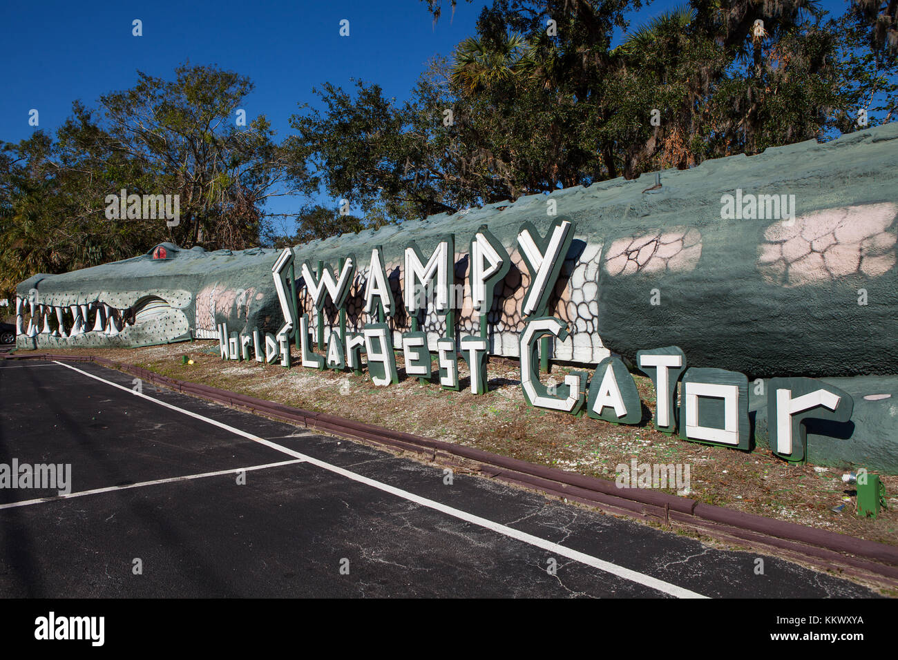 Junge Alligatoren in Gefangenschaft im Dschungel Abenteuer Wildlife Park, Weihnachten, Florida Stockfoto