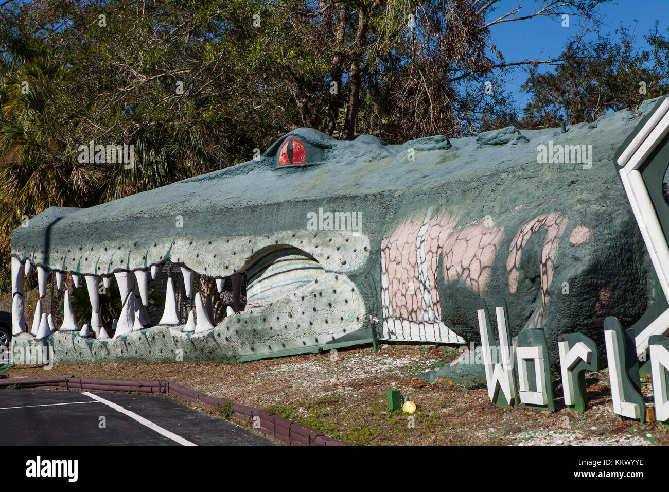 Junge Alligatoren in Gefangenschaft im Dschungel Abenteuer Wildlife Park, Weihnachten, Florida Stockfoto