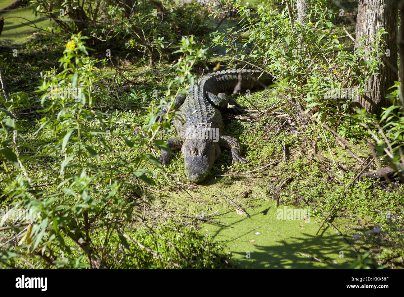 Alligatoren im Dschungel Abenteuer Wildlife Park, Weihnachten, Florida Stockfoto