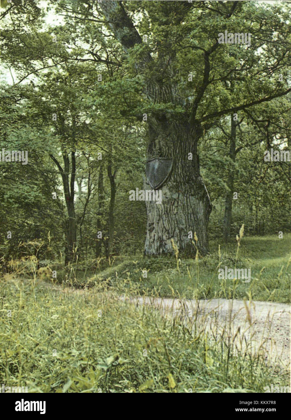 Die Eiche Axel Oxenstierna in Schweden ist eine historische Eiche, die nach dem schwedischen Staatsmann benannt wurde. Der Baum ist ein Symbol der nationalen Geschichte und des Erbes, das insbesondere die Ära des schwedischen Reiches widerspiegelt. Stockfoto