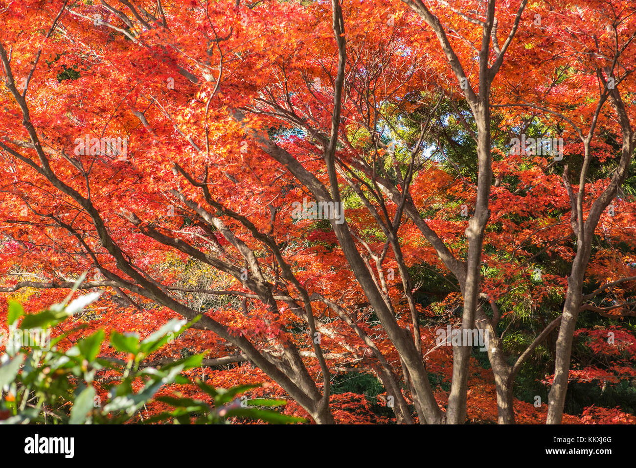 Mount Takao, Japan. Dezember 2017. Herbstlaub kann noch im Dezember auf dem Mount Takao in Japan gesehen werden. Kredit: Yuichiro Tashiro Kredit: y.Location/Alamy Live News Stockfoto