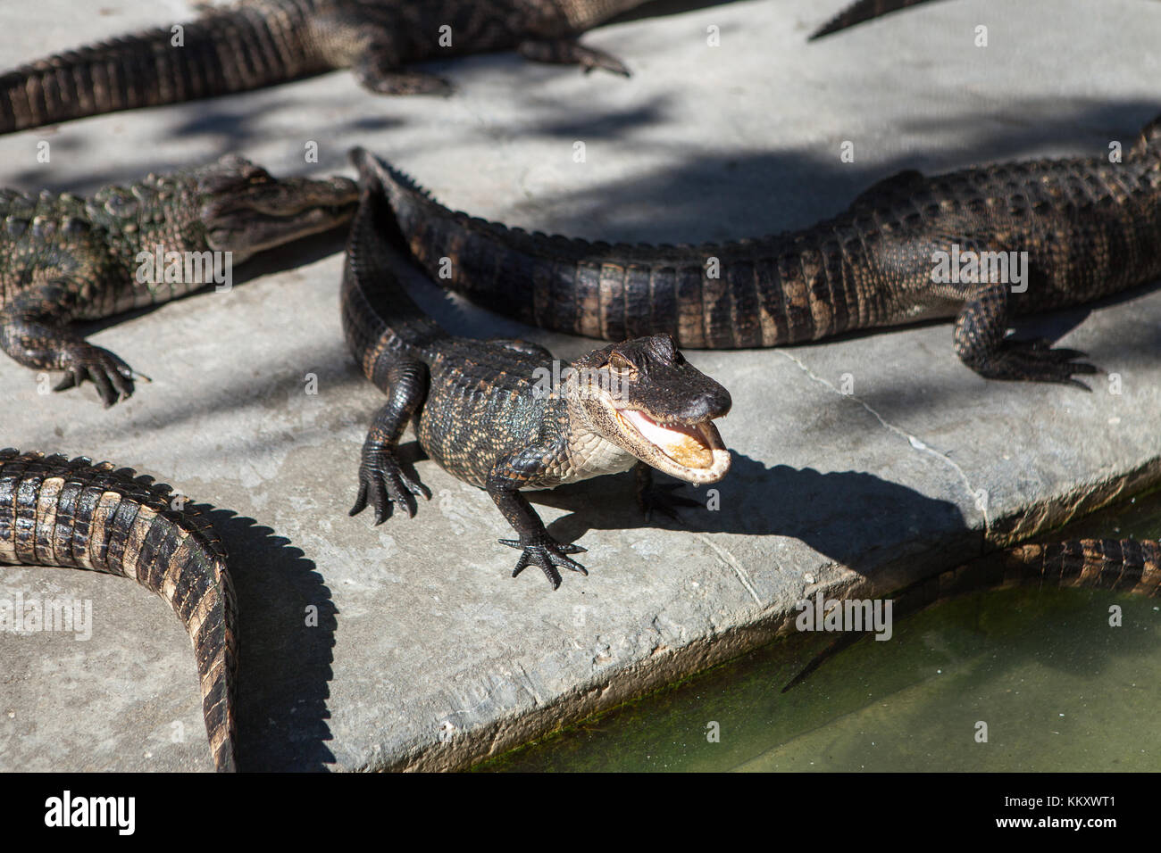 Alligatoren im Dschungel Abenteuer Wildlife Park, Weihnachten, Florida Stockfoto