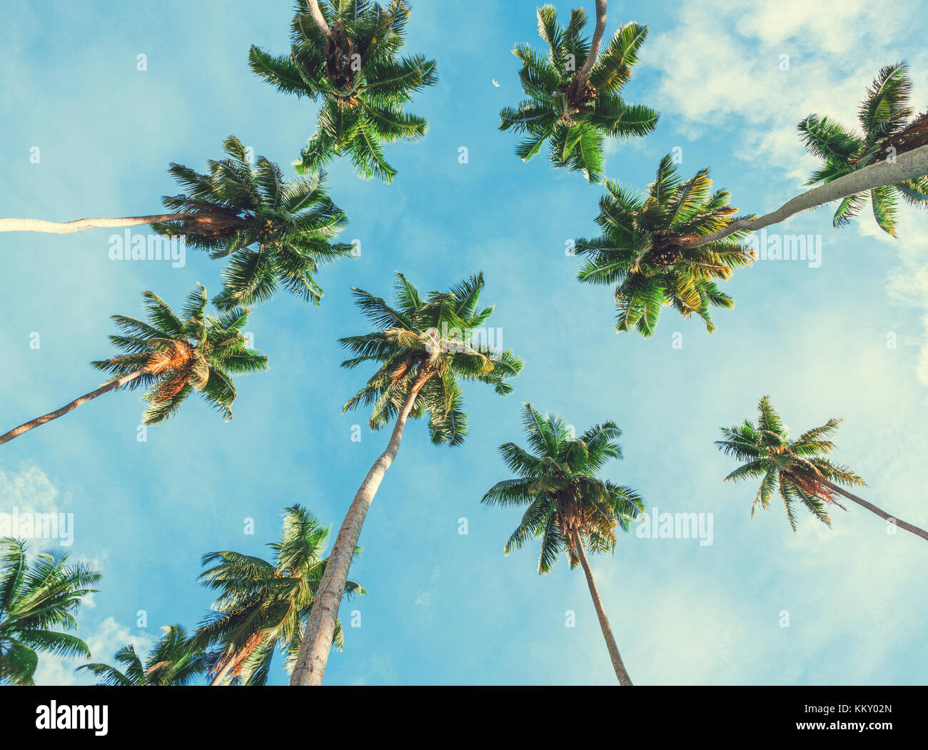 Kokosnuss Palmen am Himmel Hintergrund. Low Angle View. Getonten Bild Stockfoto