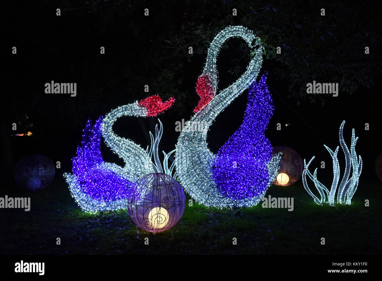 Bunte swan Familie Licht Anzeige an die magische Laterne Festival in Chiswick House & Gardens, London Stockfoto