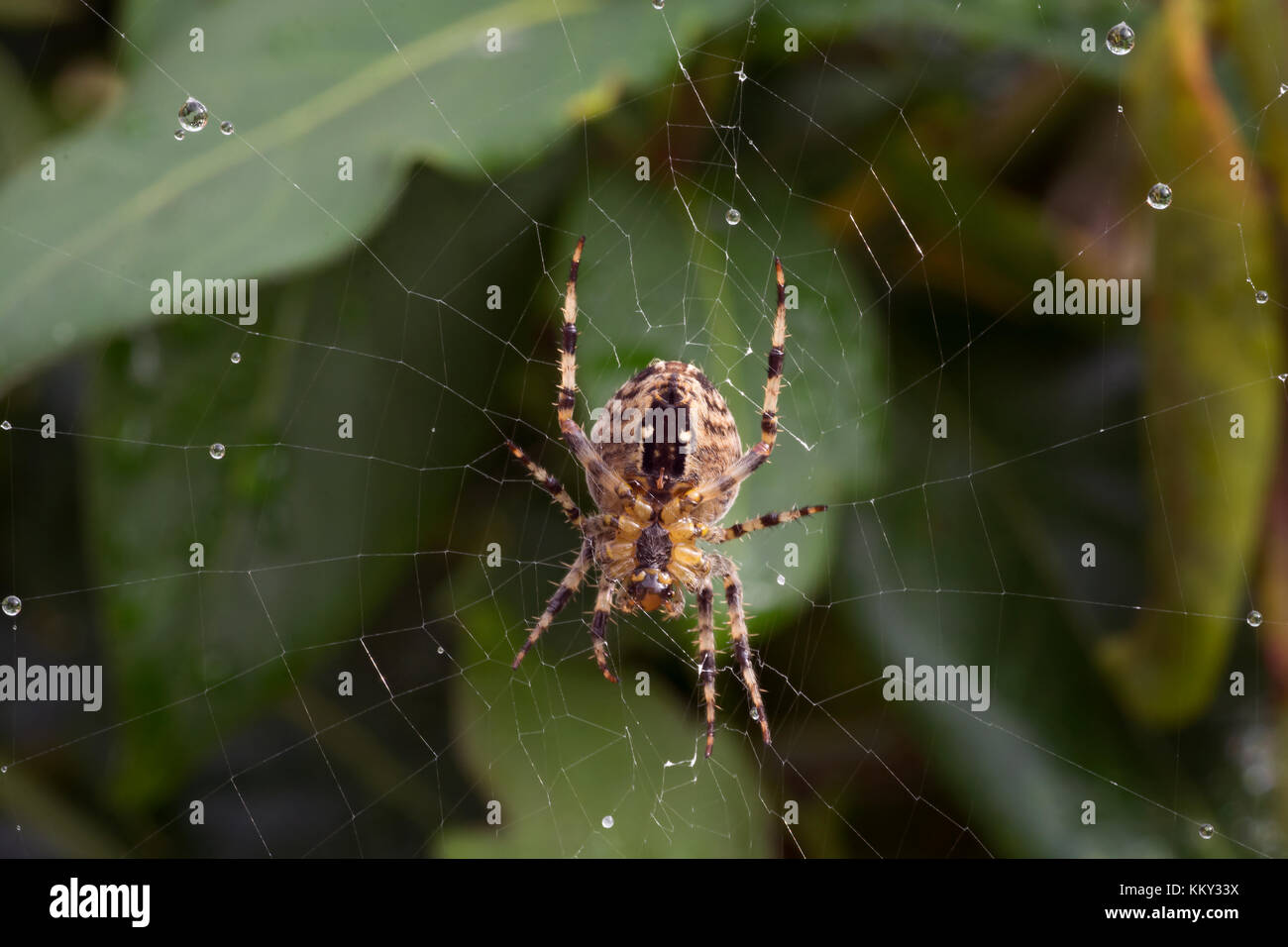 European Garden Spider, Araneus diadematus, im Web im Garten in Dorset, Großbritannien Stockfoto