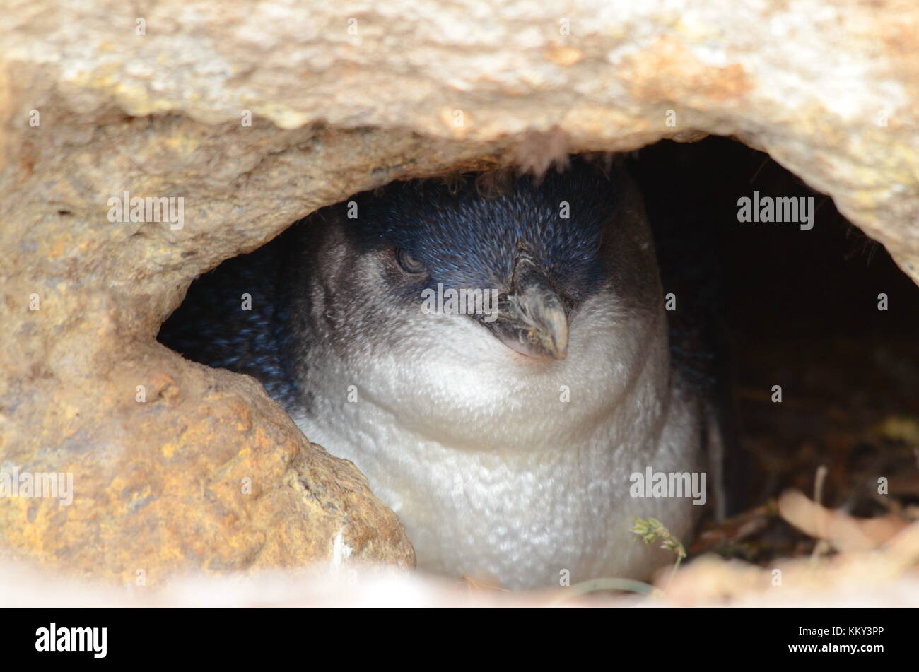 Kleine blaue Pinguin, katiki, moeraki Halbinsel, North Otago, Neuseeland. Stockfoto