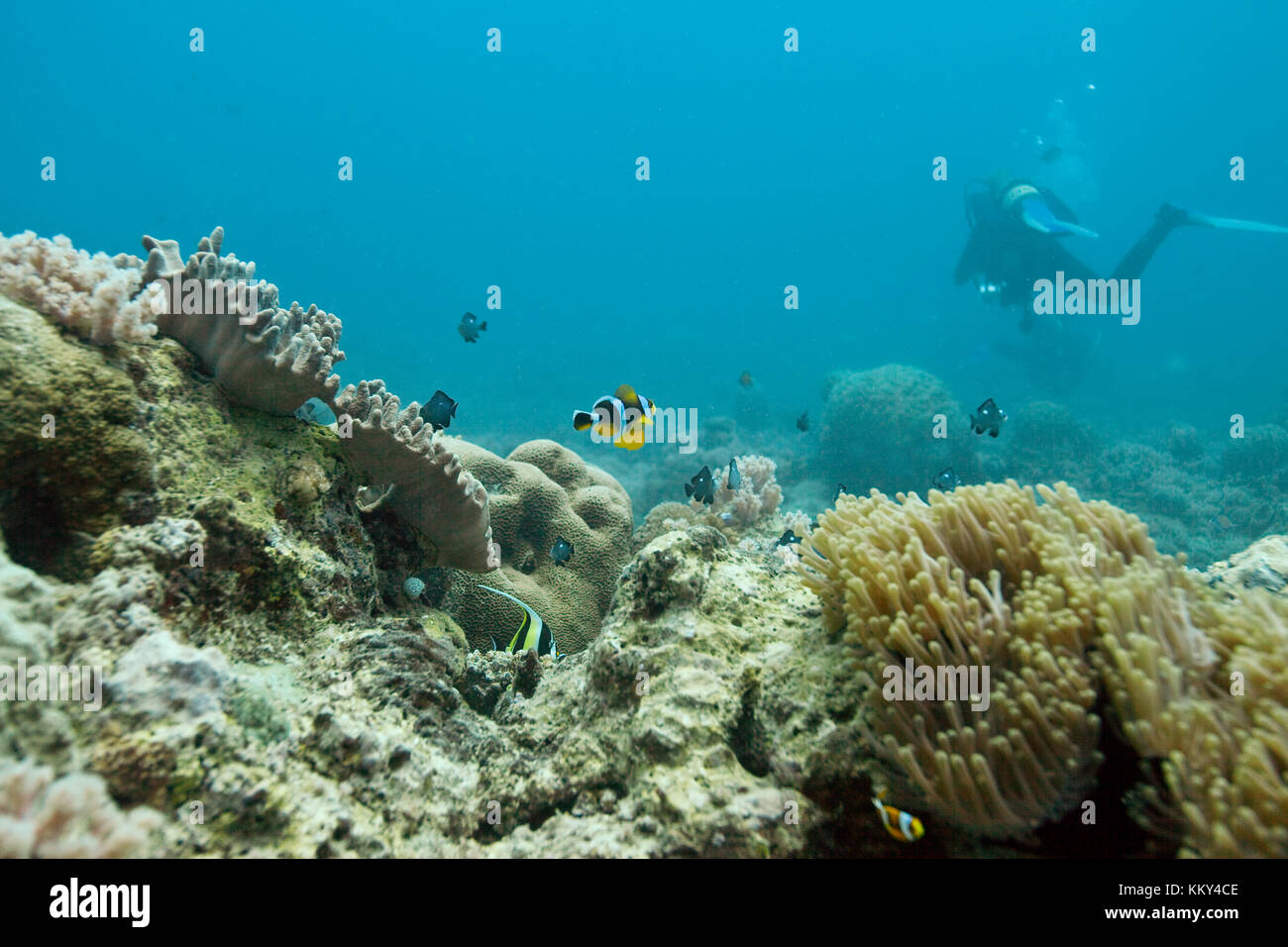 Mauritius - Afrika - Unterwasser Landschaft Stockfoto