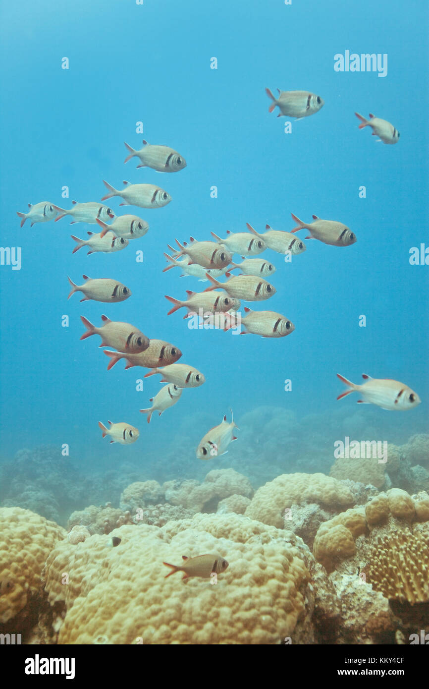 Mauritius - Afrika - Unterwasser Stockfoto