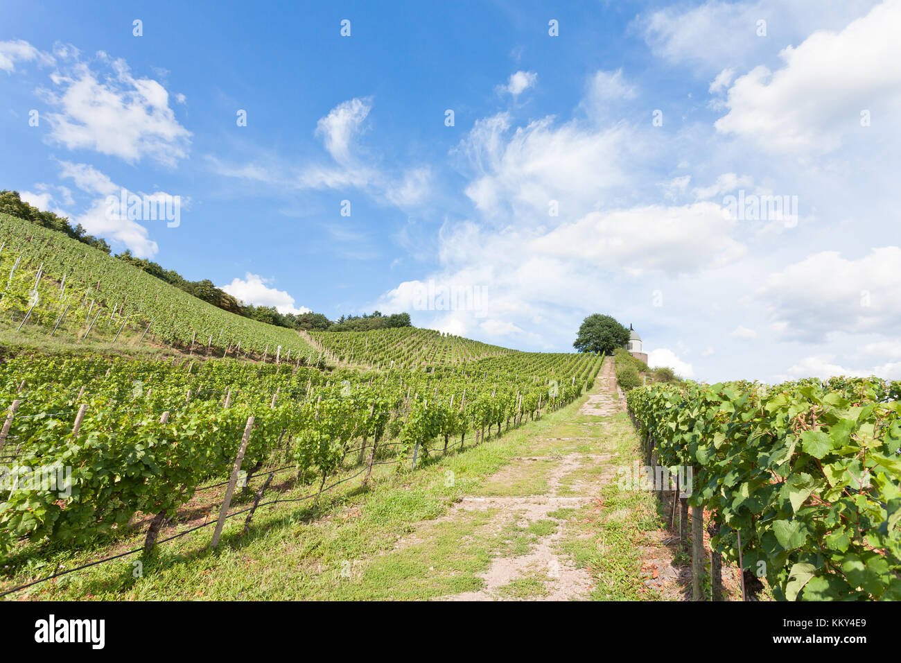 Dresden - Deutschland - Weinbau, Europa Stockfoto