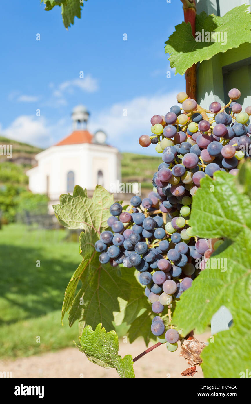 Dresden - Deutschland - weinstock von Sachsen, Europa Stockfoto