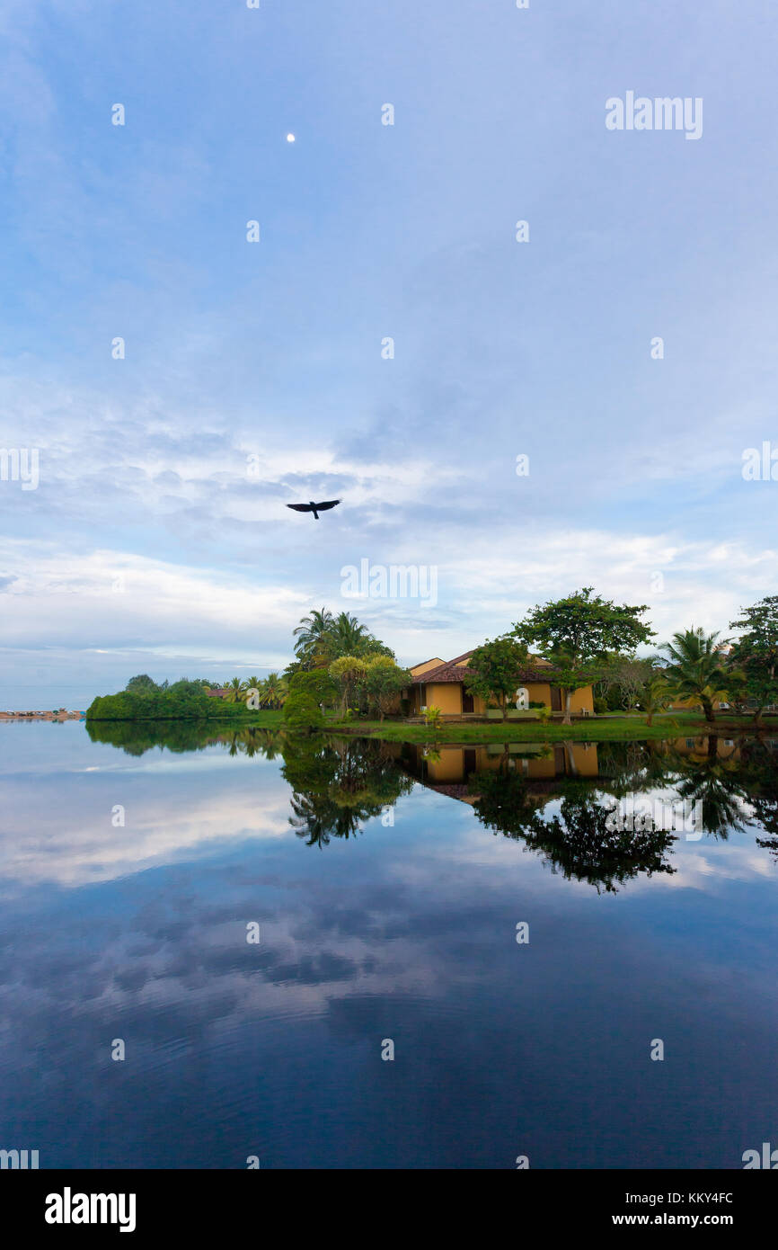 Fliegender Vogel, See Marawila, Sri Lanka, Asien Stockfoto