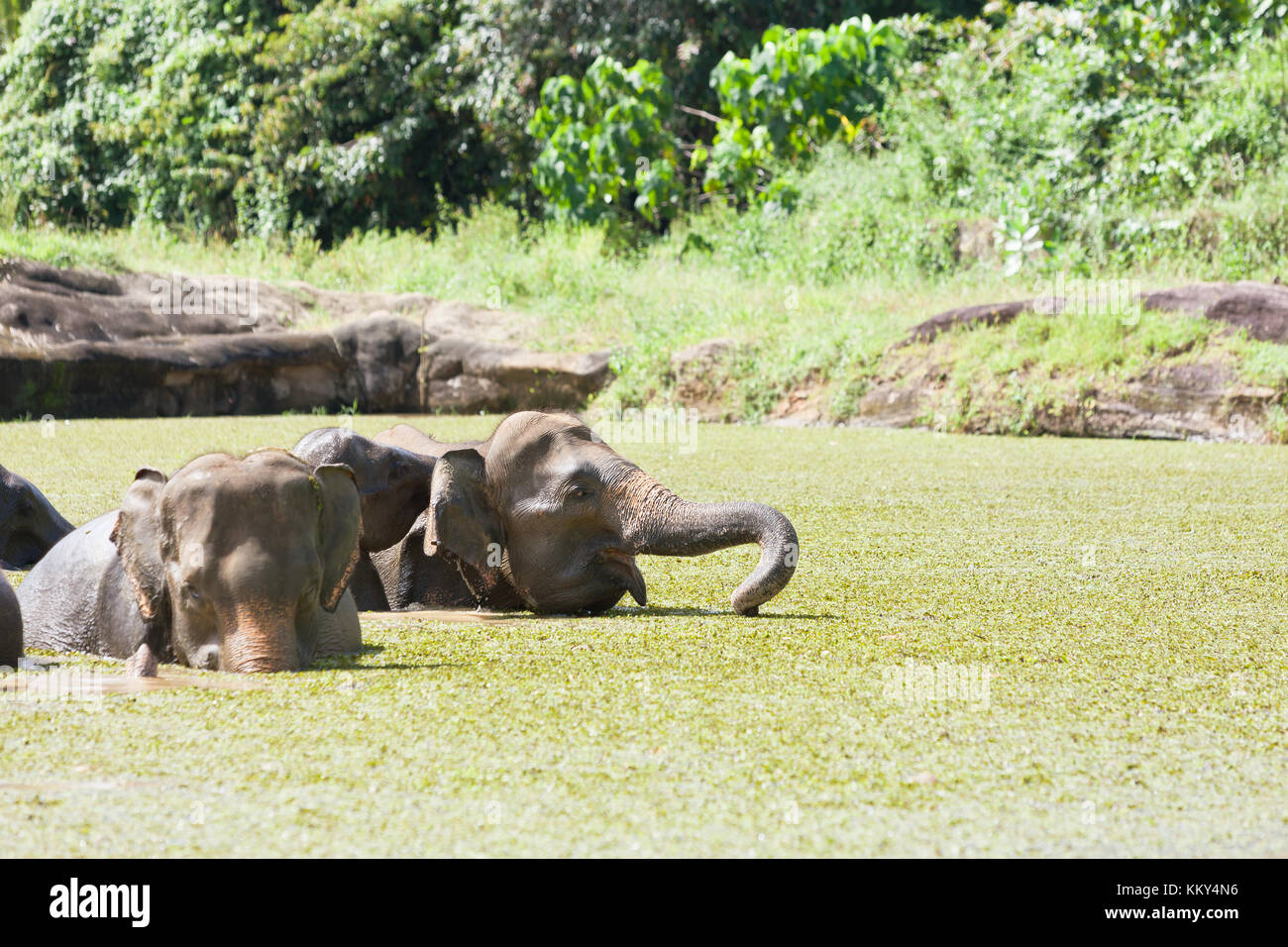 Elefanten baden - Sri Lanka, Asien Stockfoto