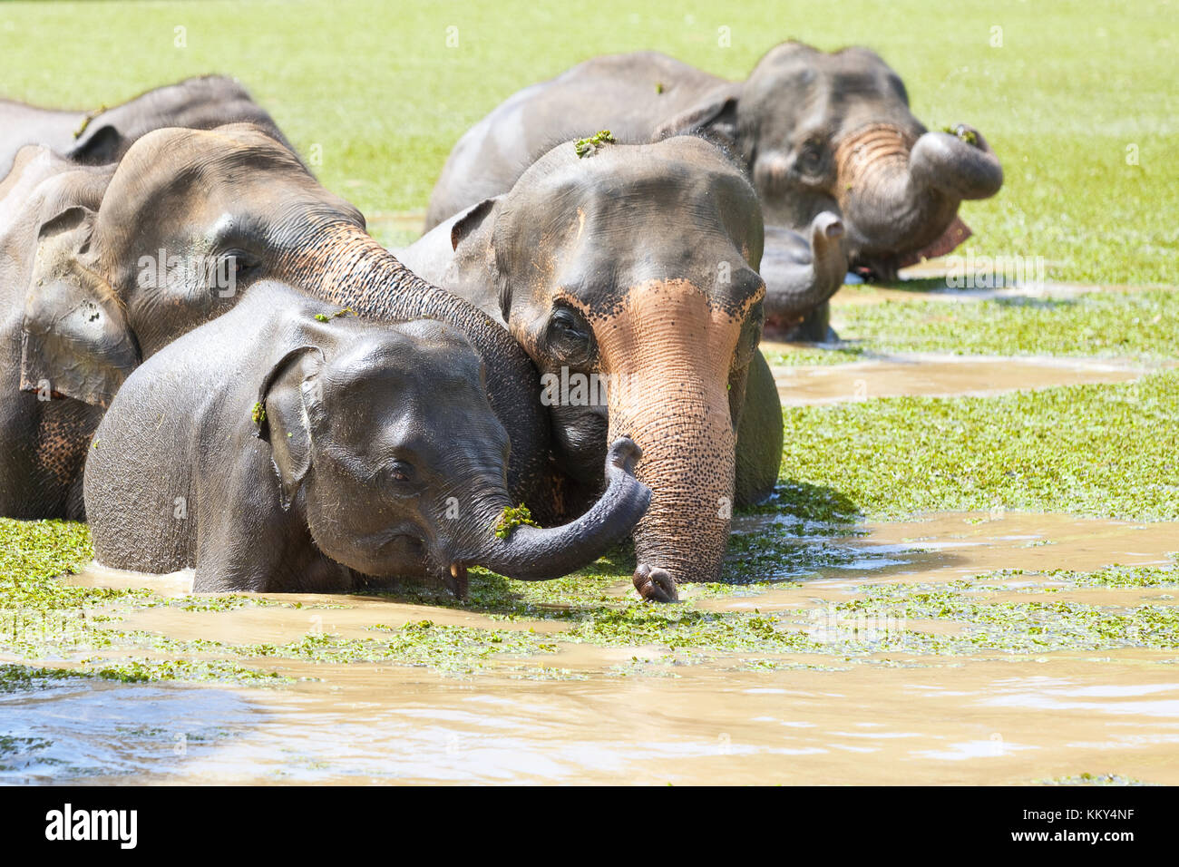 Baby Elefant mit seinen Eltern - Sri Lanka, Asien Stockfoto