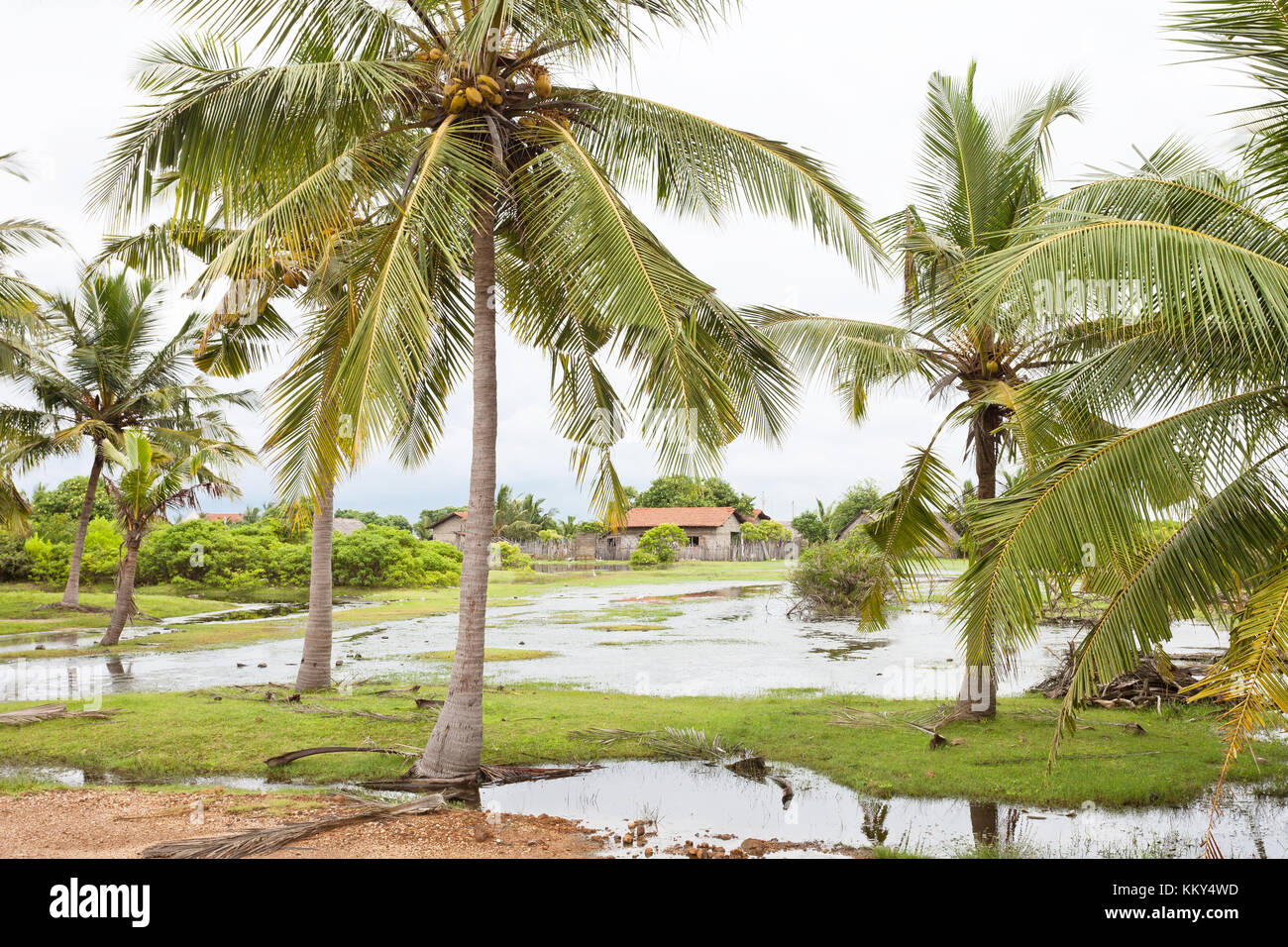 Palmen, Kakativu Kalpitiya, Sri Lanka, Asien Stockfoto