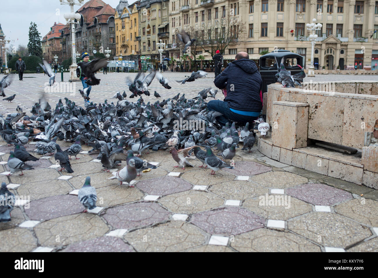 Mann, der Tauben füttert, Timisoara, Rumänien Stockfoto