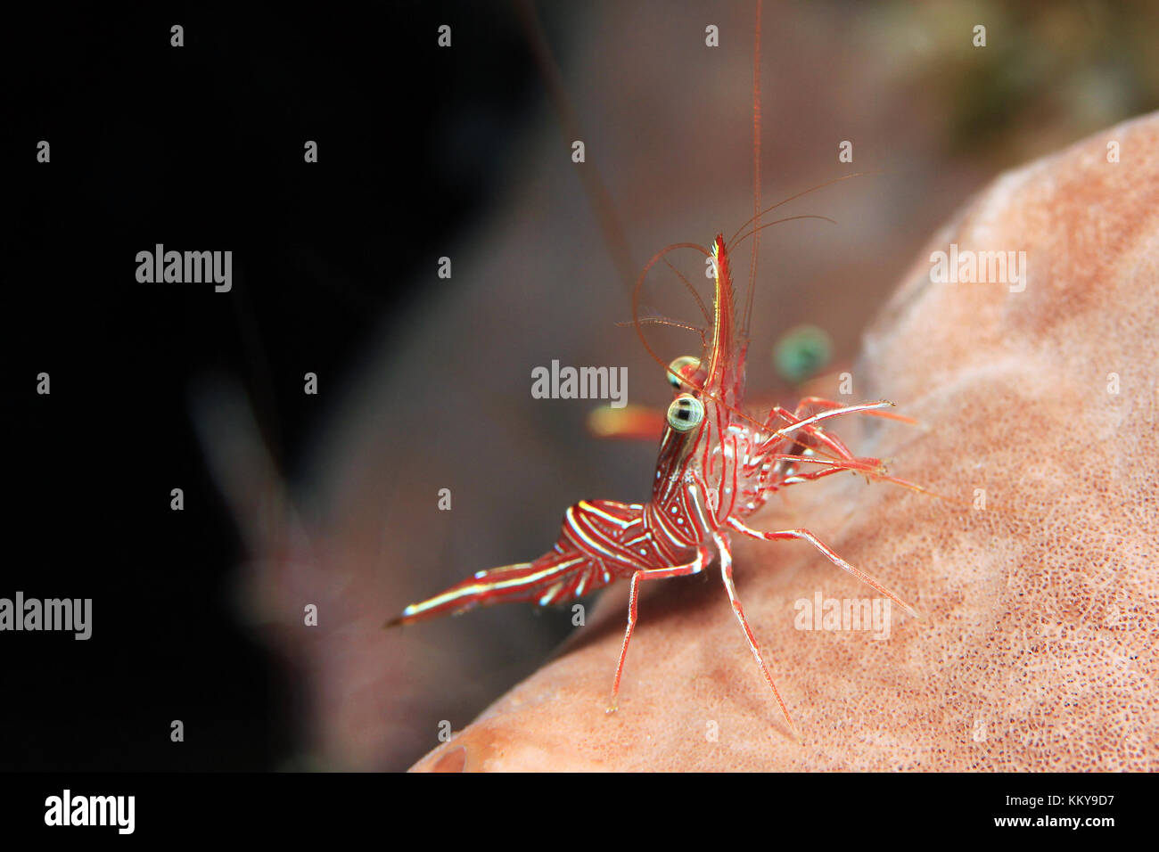 Kamel (rhynchocinetes durbanensis Garnelen, aka hingebeak Prawn, Scharnier - Schnabel Garnelen). Padang Bai, Bali, Indonesien Stockfoto