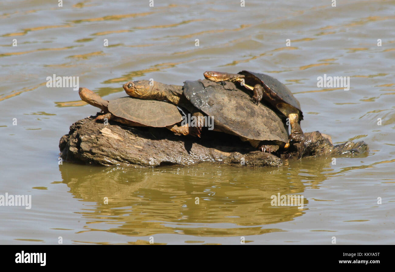 Gezahnte Dosenschildkröten. mkuze Game Reserve, Südafrika Stockfoto