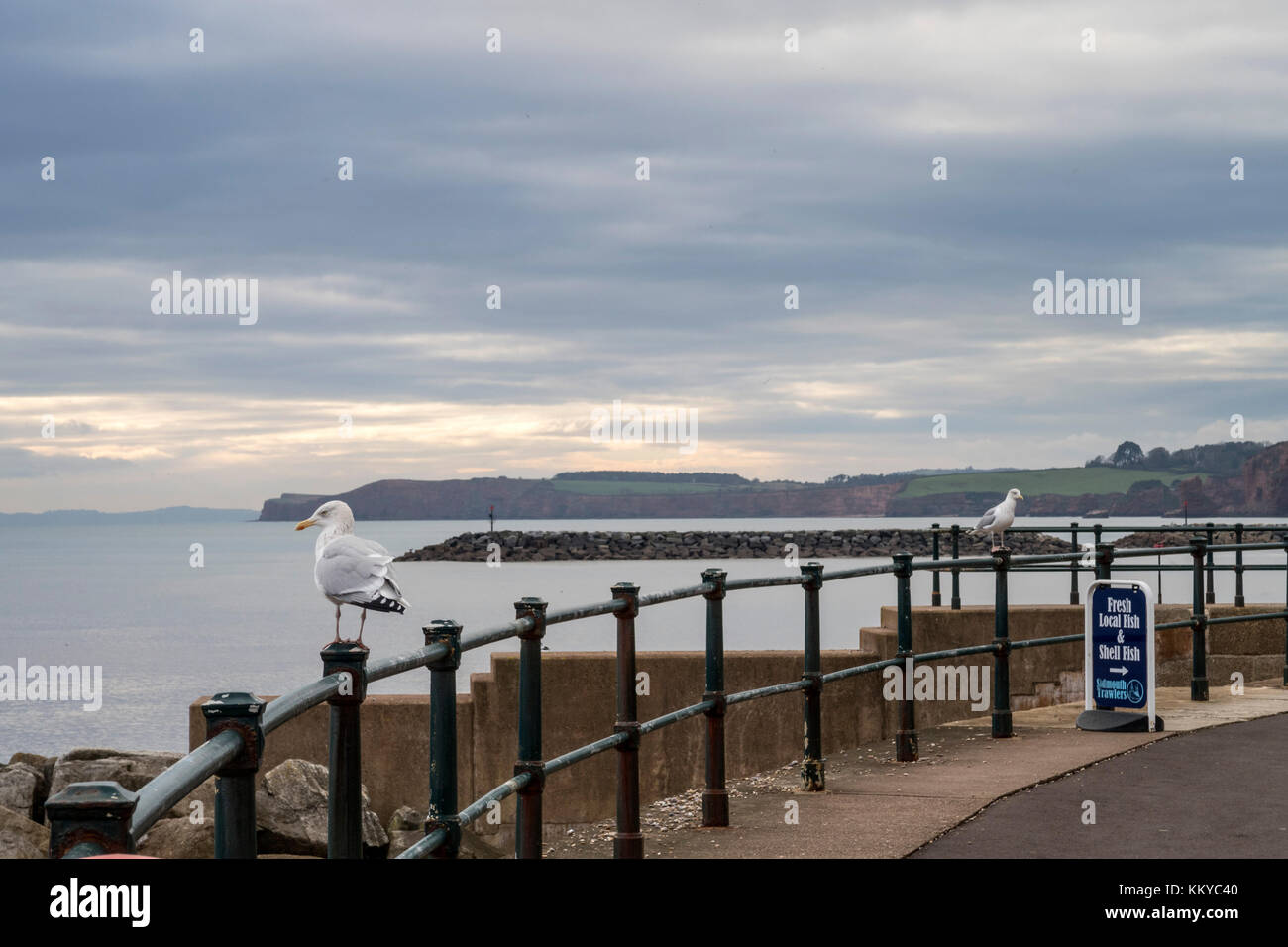 Möwen (Laridae) an der Küste von Sidmouth, Devon, wo es illegal ist, die Vögel zu füttern. Stockfoto