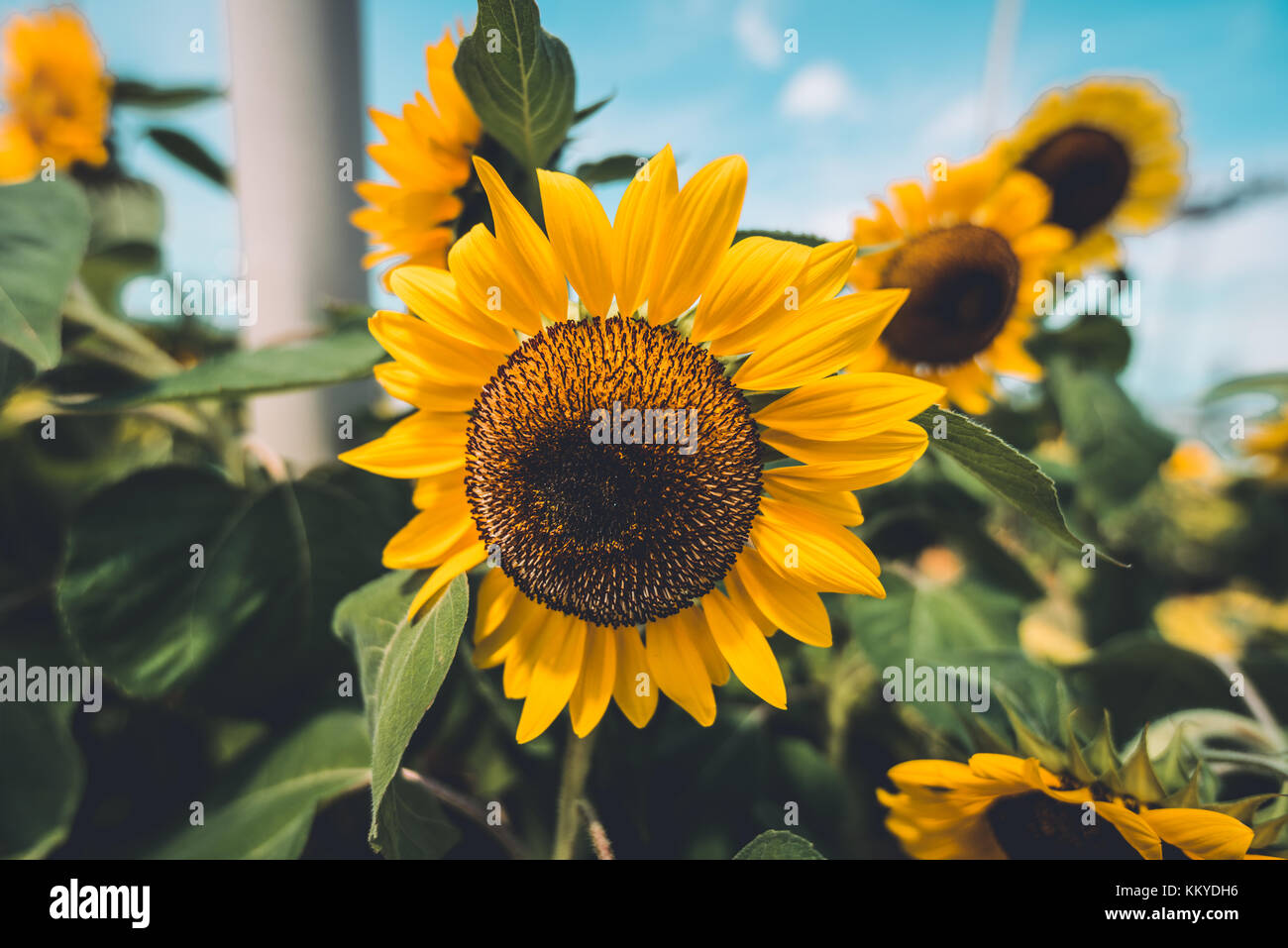 Nahaufnahme auf die Sonnenblume in Changi Airport Singapur Stockfoto
