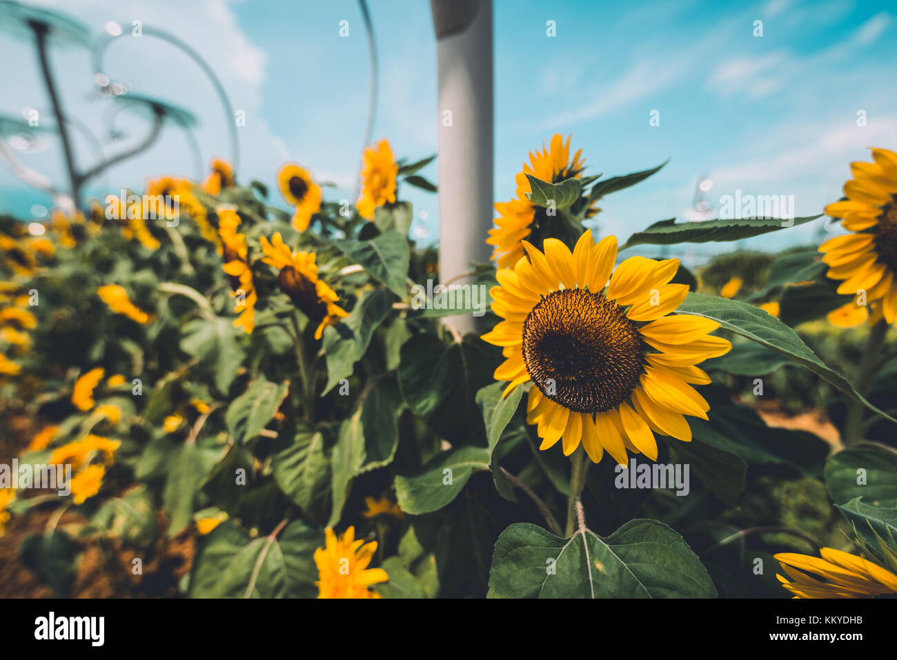 Sonnenblumen Sonnenblumen im Garten in Changi Airport in Singapur Stockfoto