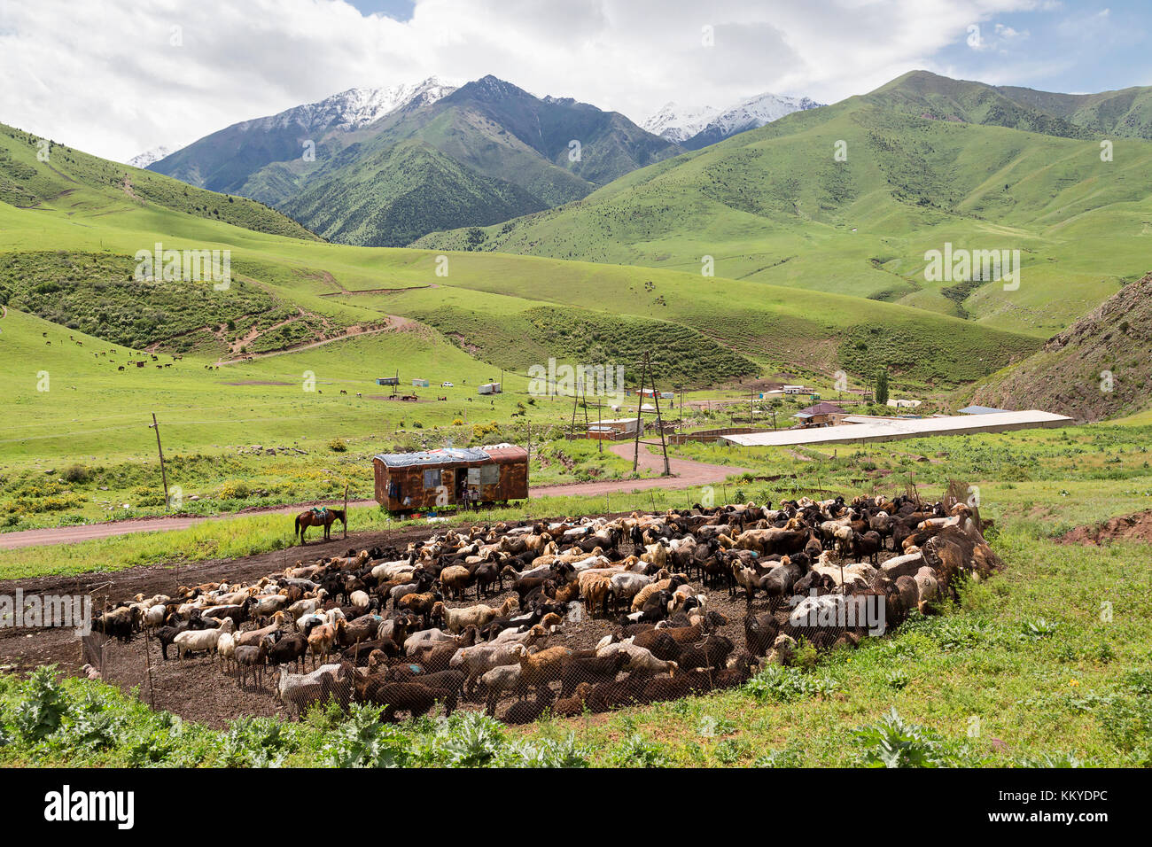 Schafherde und Nomaden in den Hochebenen bei Bischkek, Kirgisistan. Stockfoto