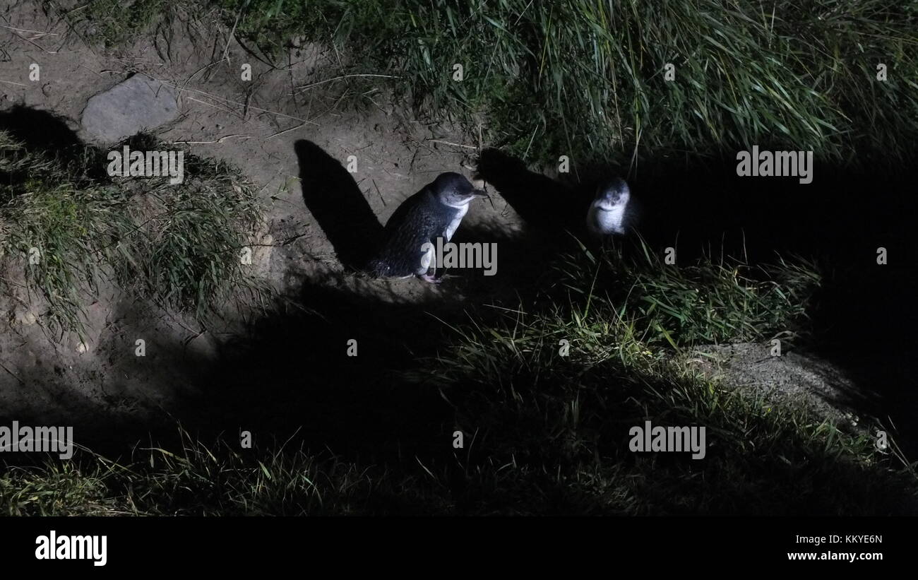 Kleine blaue Pinguine in der Nacht, North Otago, Neuseeland. Stockfoto