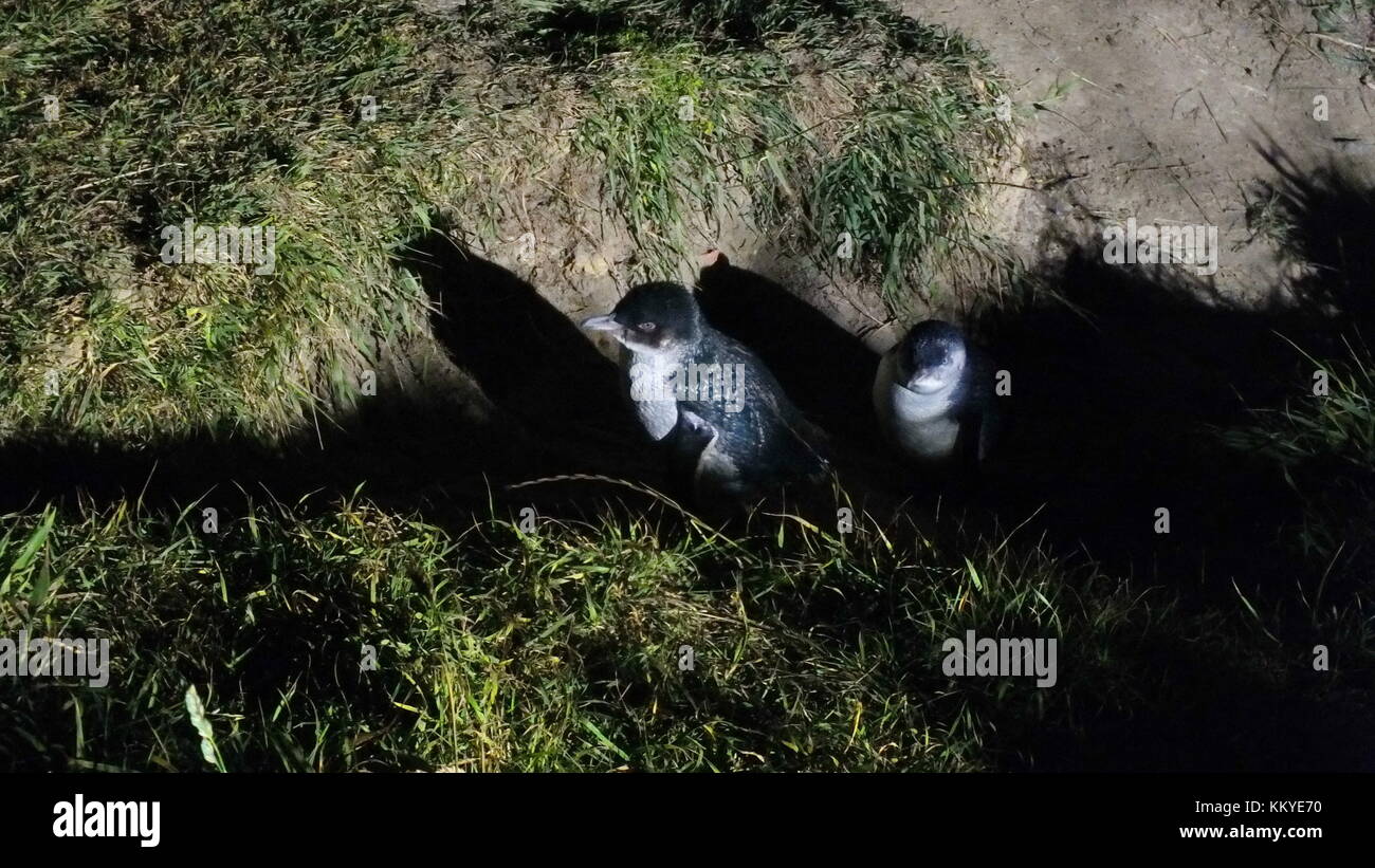 Kleine blaue Pinguine in der Nacht, North Otago, Neuseeland. Stockfoto
