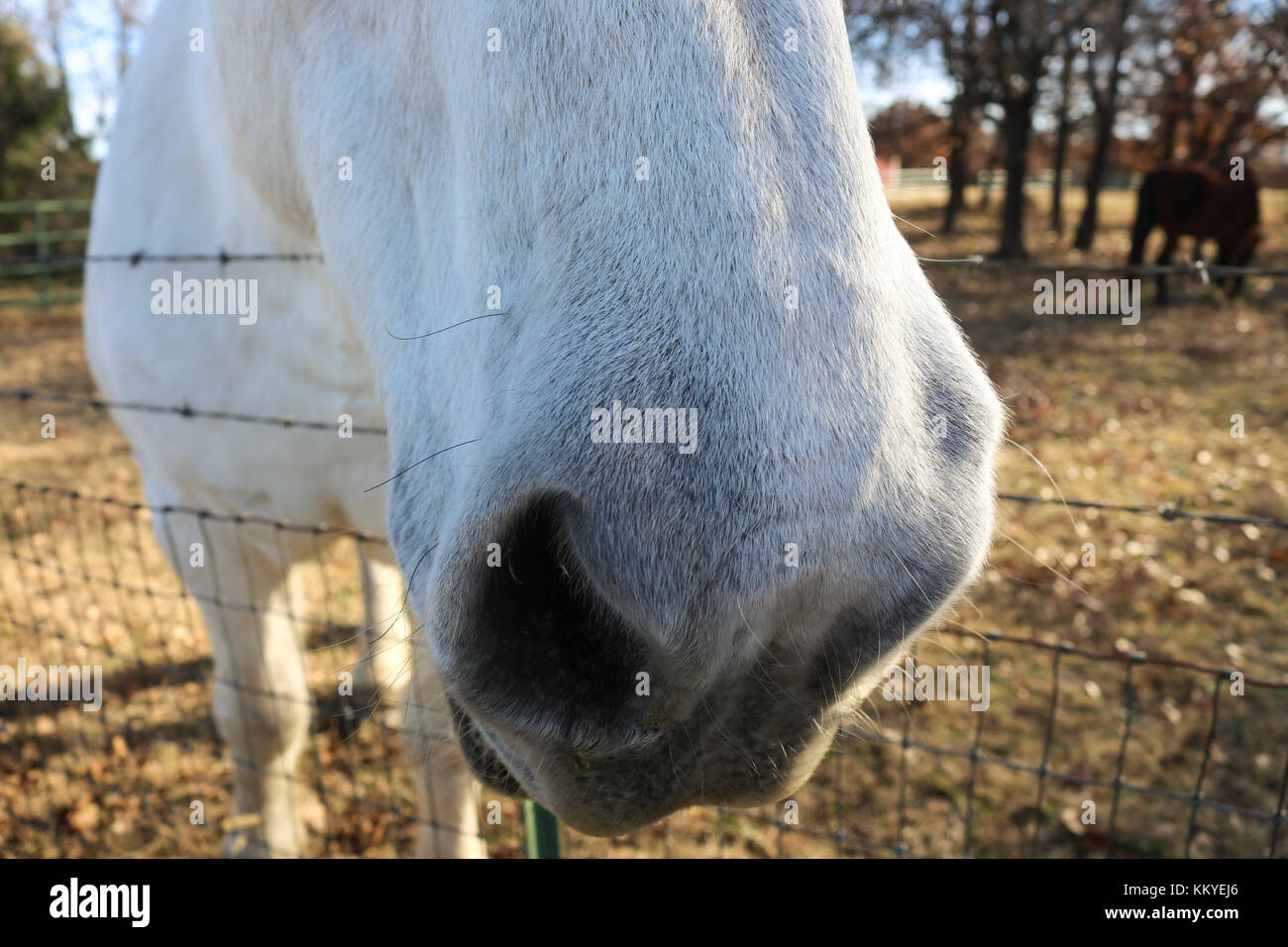 Pferd whisker-extreme Nahaufnahme des White Horse Nase mit seine Schnurrhaare von der Sonne hervorgehoben - Kopf über Draht Zaun, mit Bäumen, gestreichelt zu werden. Stockfoto