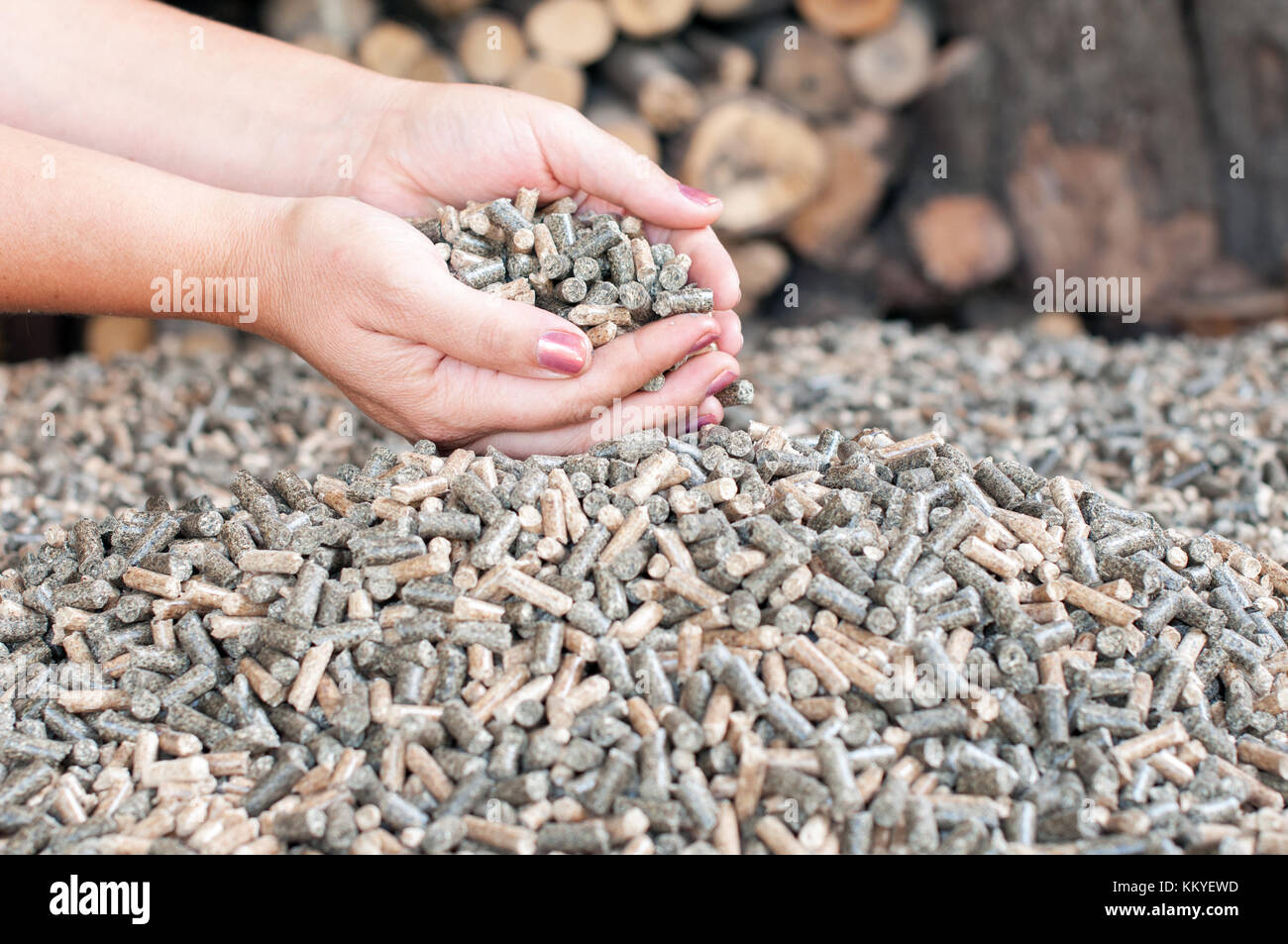 Holz- pellets bei weiblichen Hans - Erneuerbare Energien Stockfoto