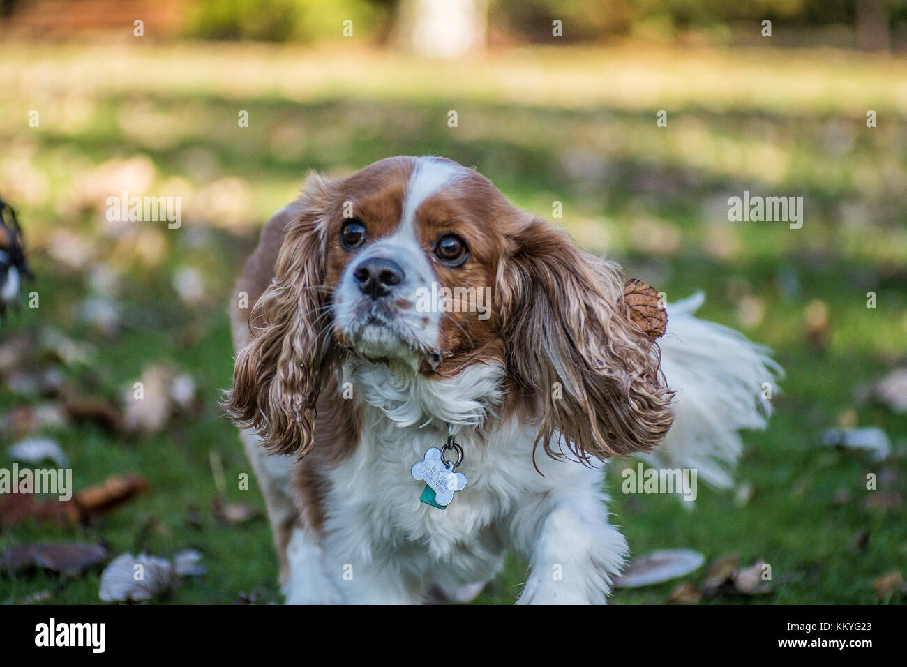 King Charles Spaniel Stockfoto