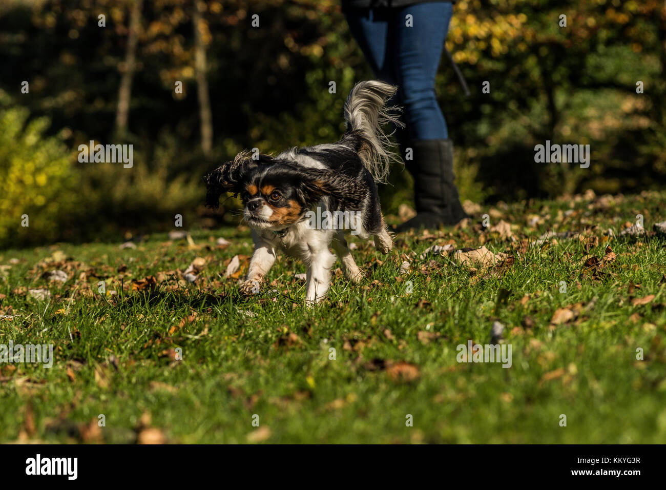 King Charles Spaniel Stockfoto