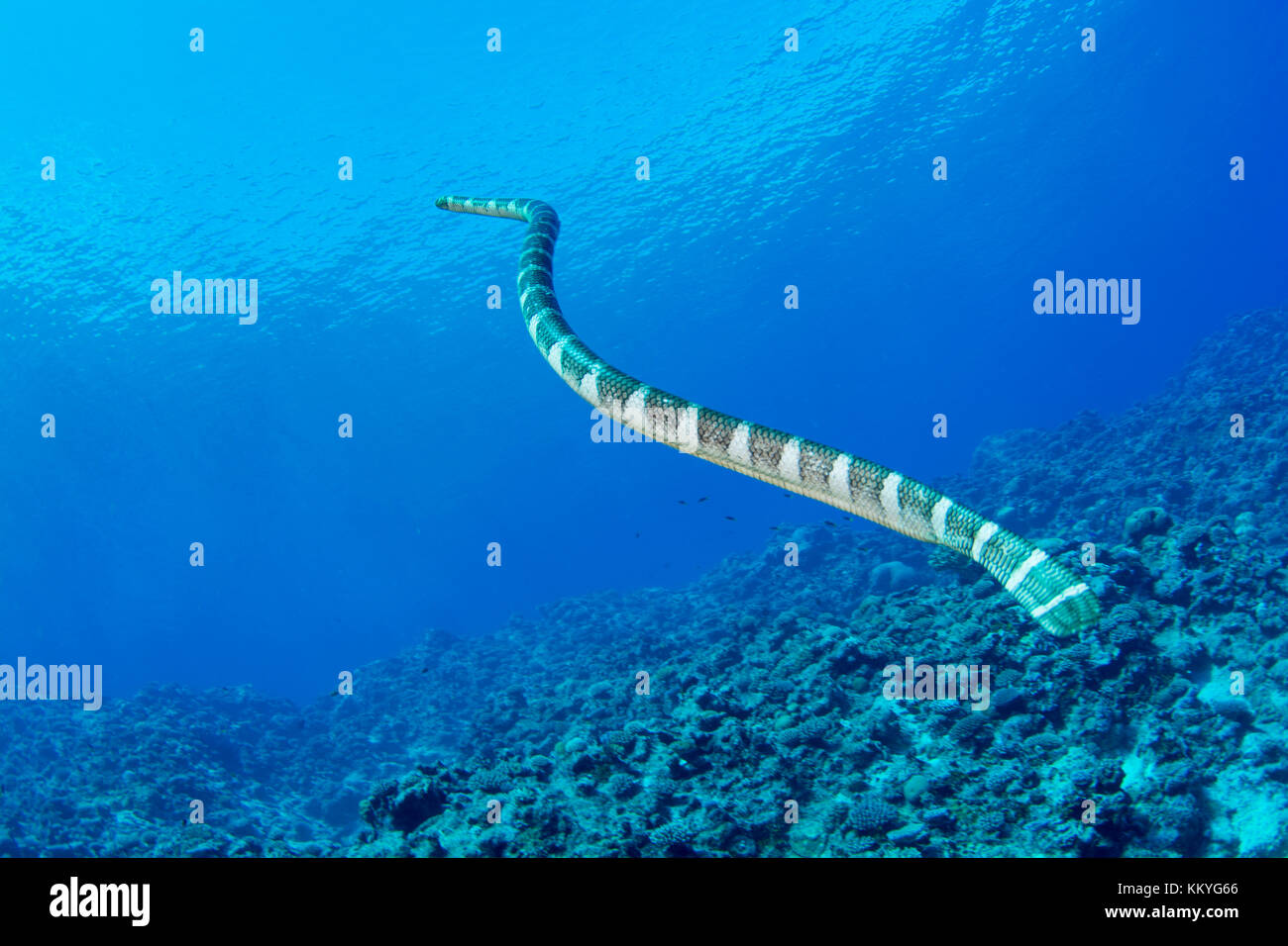 Katuali oder flach-Schwanz Seeschlange (Laticauda schistorhynchus) handelt es sich um eine Seeschlange, die im Zusammenhang mit dem Meer Krait, nur im Wasser des pazifischen Insel na gefunden Stockfoto