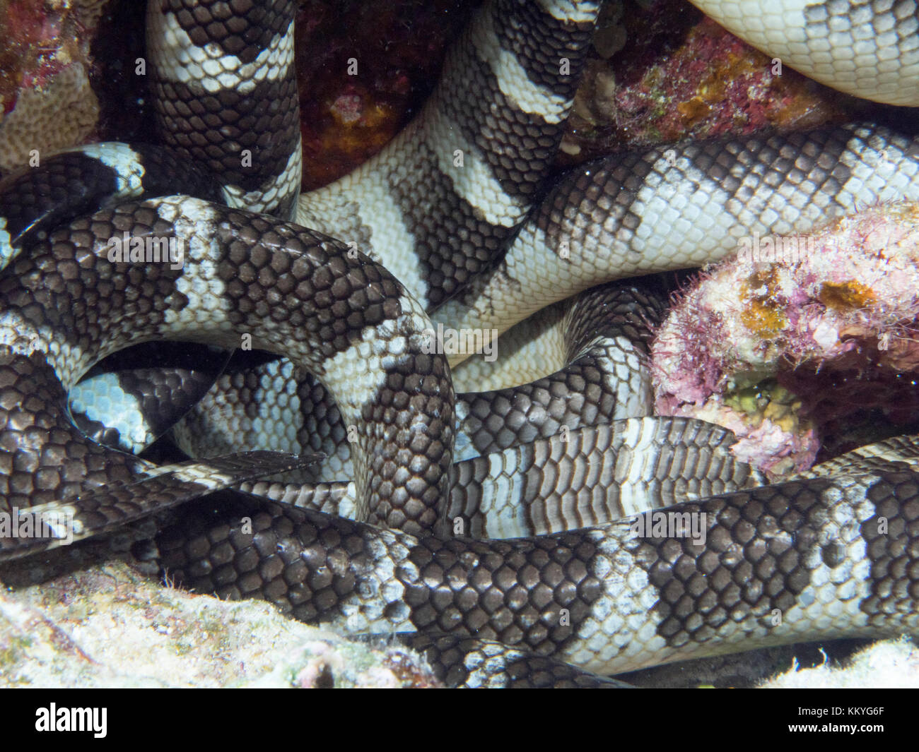 Gruppe von katuali oder flach-Schwanz Seeschlangen schlafen unter Wasser. (Laticauda schistorhynchus) handelt es sich um eine Seeschlange, die im Zusammenhang mit dem Meer Krait, finden sich nur in der Stockfoto