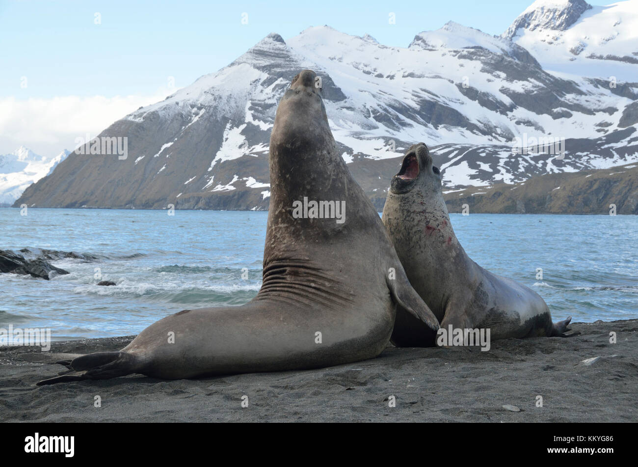 Südlichen Seeelefanten (Mirounga leonina leonina) kämpfen. gold Harbour, South Georgia. Stockfoto