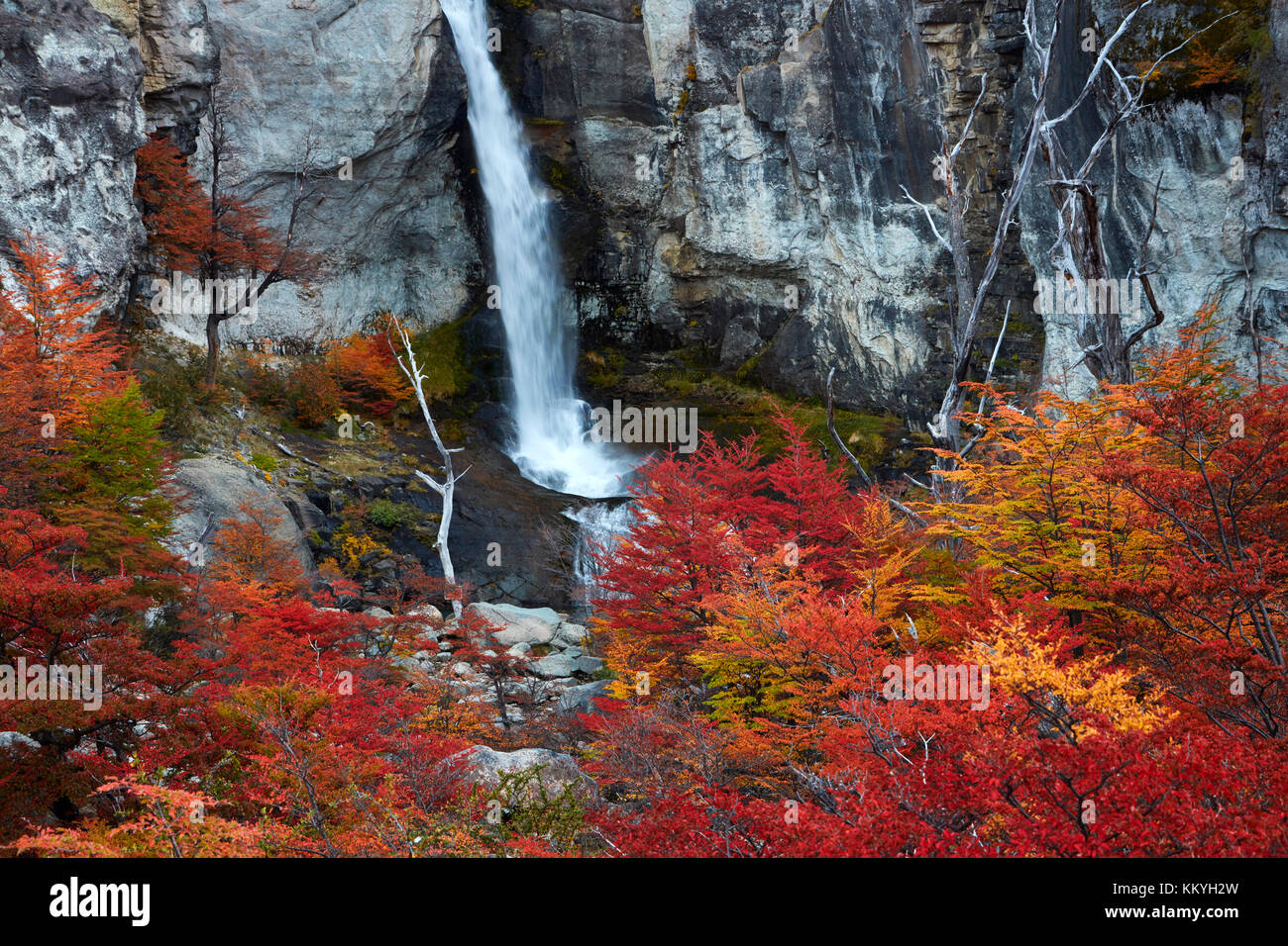 El Chorrillo Wasserfall und Lenga Bäumen im Herbst, in der Nähe von El Chalten, Parque Nacional Los Glaciares, Patagonien, Argentinien, Südamerika Stockfoto
