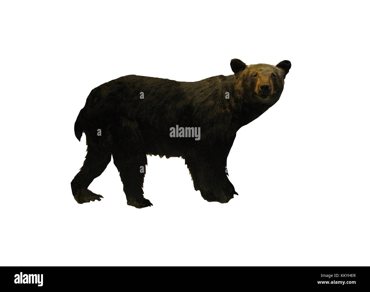 Brauner Bär isoliert auf weißem Stockfoto